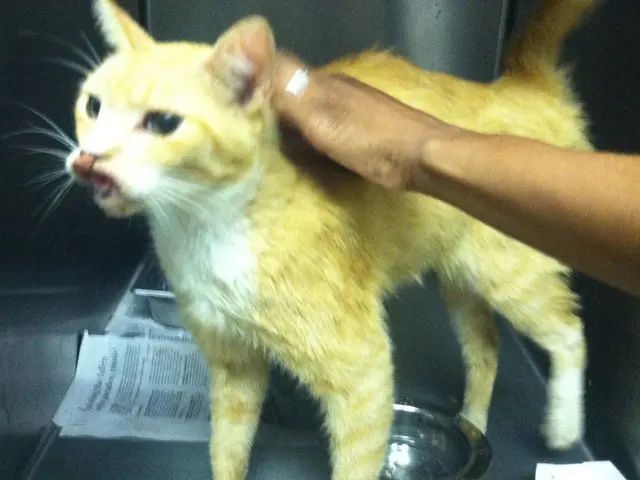 Rheinau's unfortunate event tonight: local cat tragically shot, owner seeks resolution