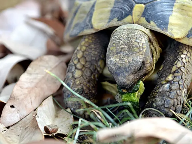 Harmonious Chelonian Experience: A Calm Tortoise Adventure