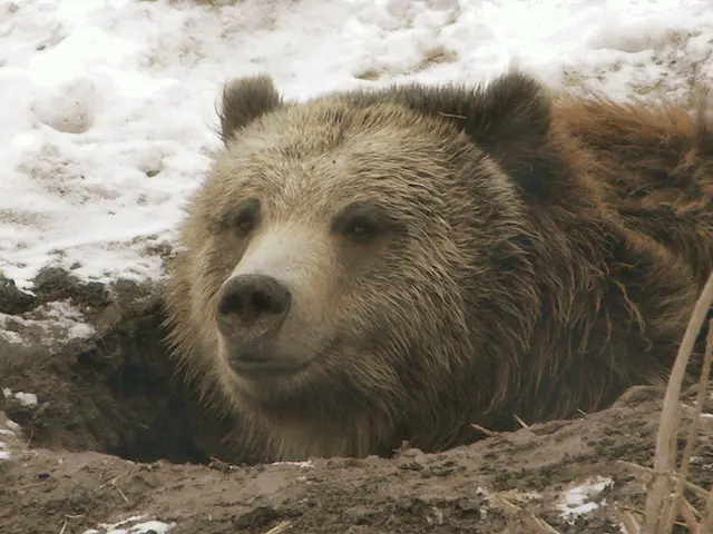 Search and rescue teams grapple with scant leads in case of vanished Japanese child