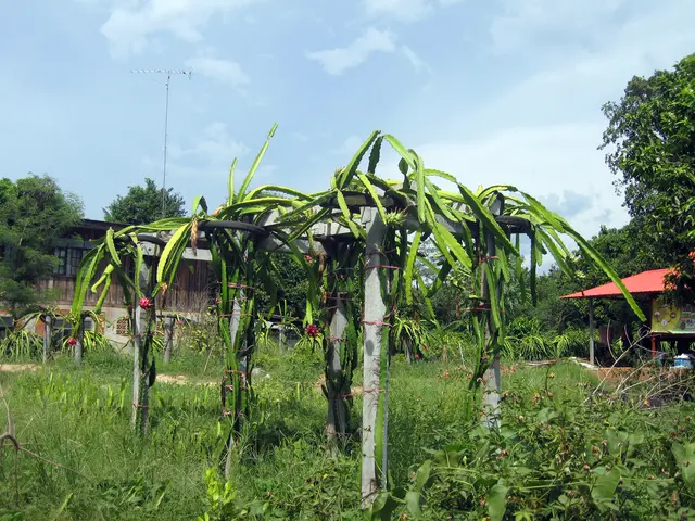 Achieving Mental Tranquility: Methods Revealed