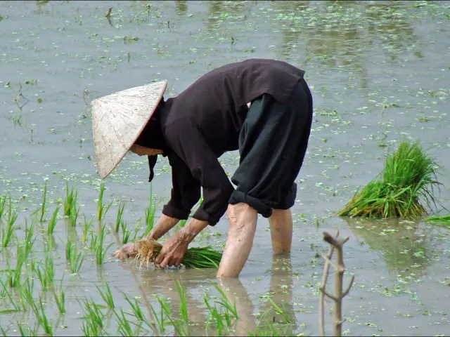 Planting Grass Seeds in Virginia: Crucial Seasonal Guidelines