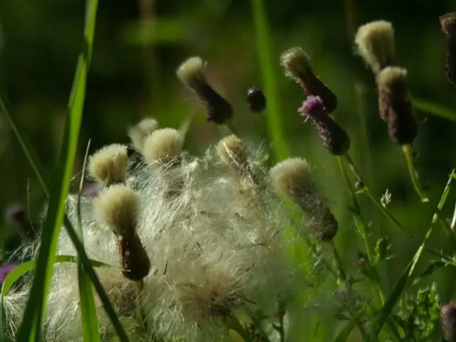 Laser-resistant weeds are a myth, asserts business utilizing numerous Nvidia GPUs to obliterate...