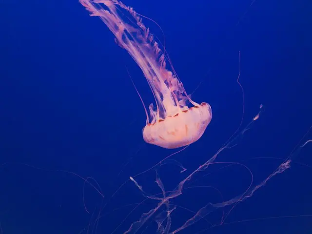 Discovered After Two Decades: A Vibrant New Marine Species Camouflaging in Aquariums