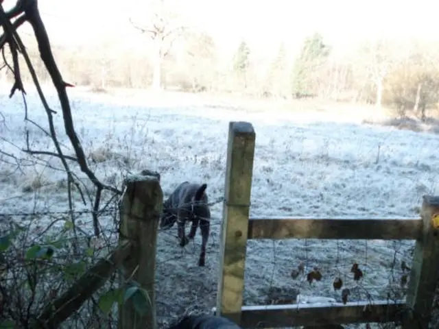 Discover Trails Suitable for Pets Quickly