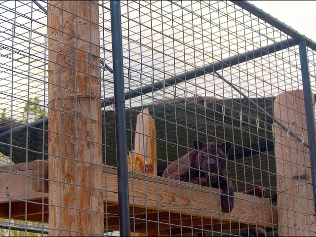 Genetic Mixing Decreases Harmful Genetic Mutations in Florida Panthers, According to Scientists