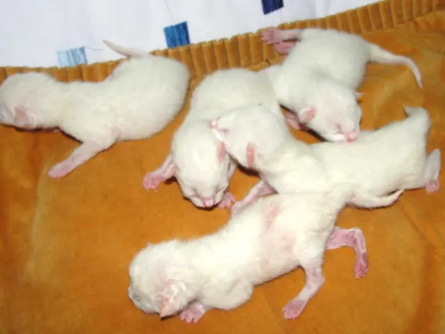 Kerala panchayats are on high alert due to increased cases of rat fever and unusual brain...