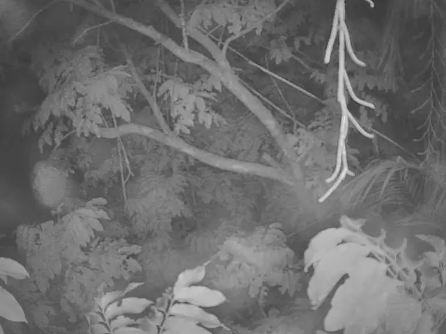 European metropolis, Hamburg, becomes recognized as the 'European City of Trees' titleholder