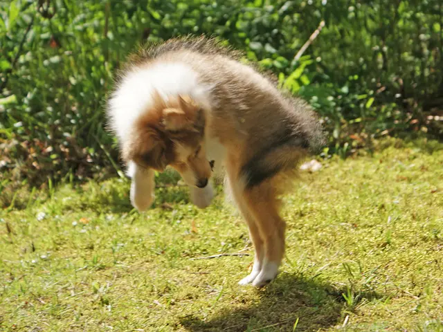 Harmful Vegetation for Canine Companions