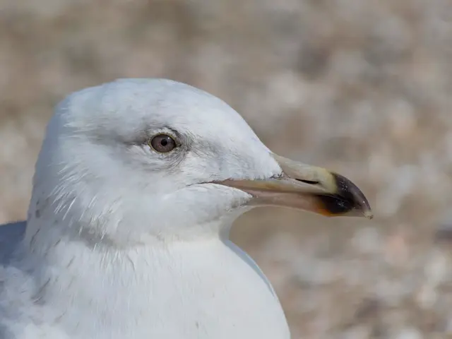 Unseen Sounds of the Rainforest: Uncommon Avian Species Discovered on Príncipe Island