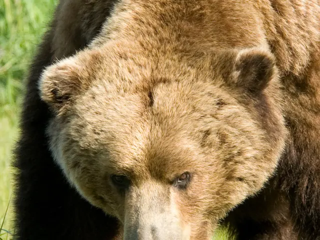 Bears engaged in mating activities high above the ground, marking a first in scientific...