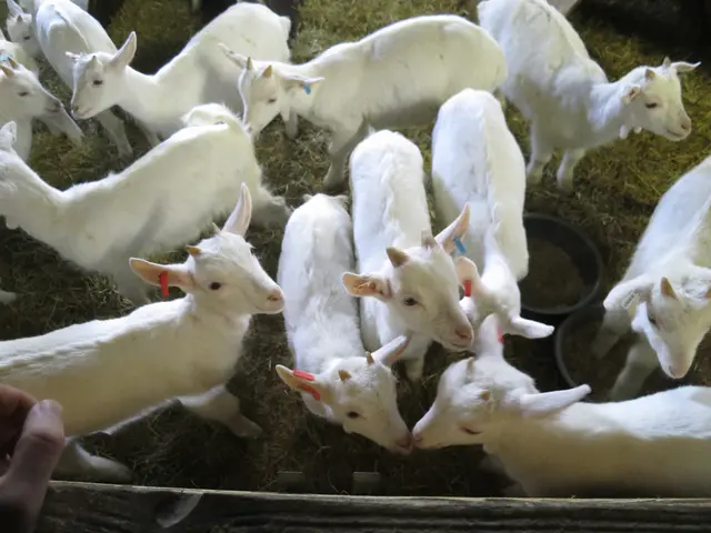 Hiking with goats along West Virginia's Greenbrier River Trail - an unmatched, thrilling...