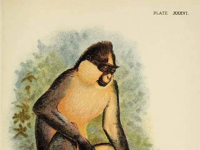 Primate brain executive functions decoded through innovative methodology