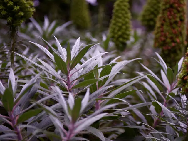 Recent findings uncover details on the construction of photosynthetic membranes