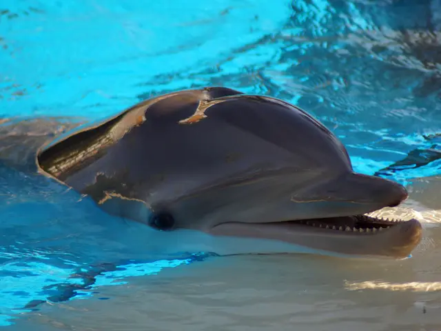Guidelines for Saving Dolphins: Insights into Marine Preservation