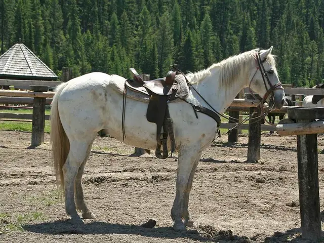 Infiltrators break into a horse stall in Hollenstedt.