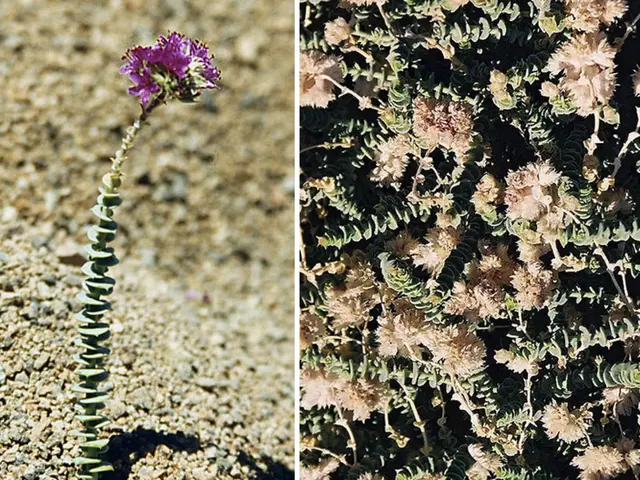 Blooming Seeds with Attractive Appeal