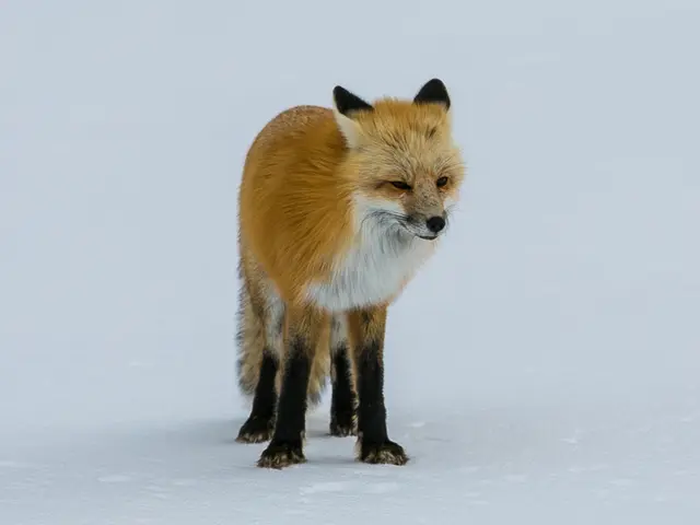 Lawsuit over alleged sexual misconduct by Skip Bayless towards a hairstylist resolved by Fox