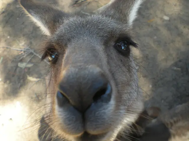 Semi-Active Volcano, Chris Evans, and Donkeys Combine for TIFF Premiere Film, Titled 'Sacrifice'