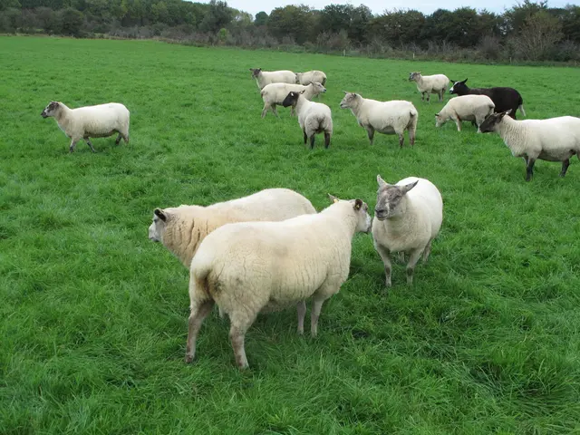 Monthly Sheep and Goat Farming Output in September