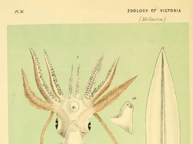 Gargantuan Squids Show Significant Distinctions: A Comparative Study