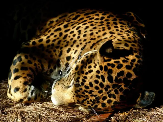 Jaguar and Leopard Comparison: Identifying Shared Traits and Distinct Characteristics
