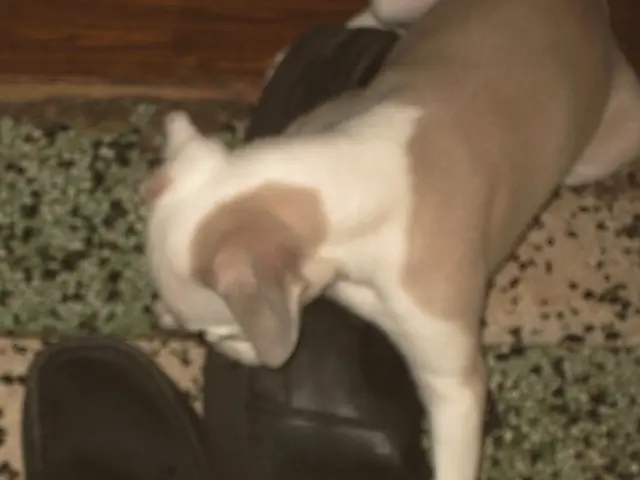 Cleansing Shoes of Canine Feces: A Handy Guide