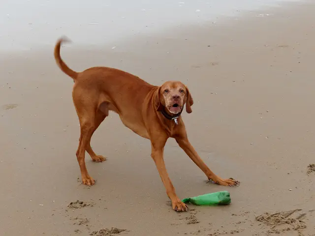 Exploring the World of Tax-Free Offshore Banking in Vanuatu