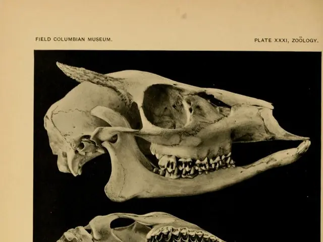 Medical Mysteries Unveiled: Eight Tales of History Infused with Grim Medical Undertones