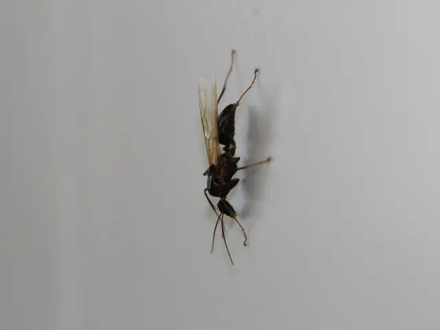 Hornets of Asian origin persist in their advance