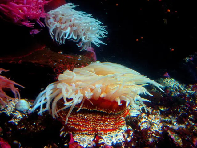 Shark dandruff, a surprising ally, could potentially aid in the protection of coral reefs.