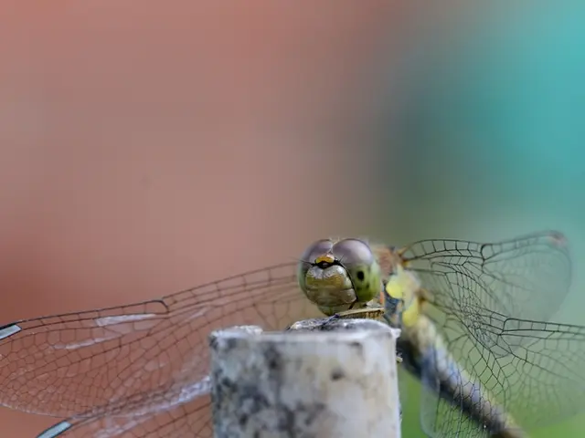 Dragonfly's Climate Impact and Varying Hues
