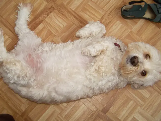 Here's a simple solution for removing dog feces from your footwear: