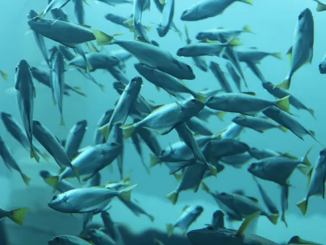 Freshcatch of Salmon in Quebec Province