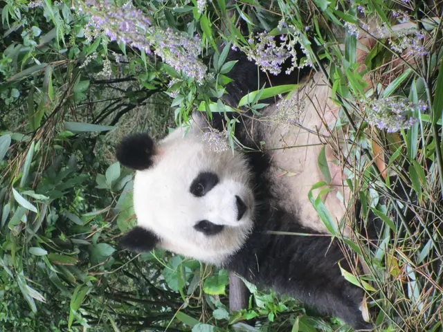 Authorities seek public assistance following the theft of a Fiat Panda vehicle.