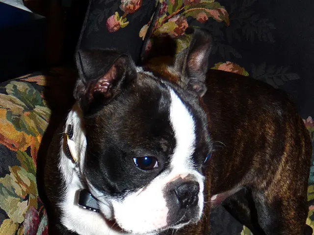 Four-legged individual, Marvin, seeks a permanent place to reside.