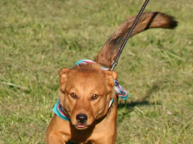 Boosting your dog's obedience can be simpler than expected, as a pro reveal their surprising...