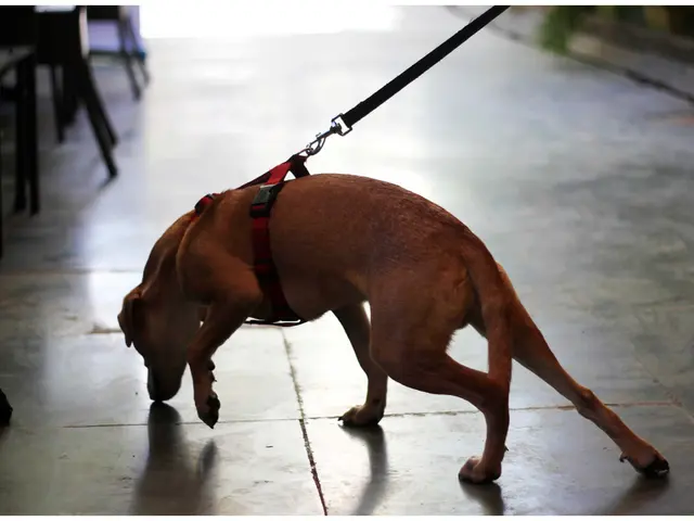 Tips for managing dog excitement toward strangers: Innovative strategy from a trainer