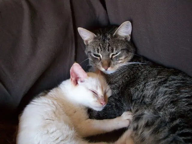 Feline TV Obsession: A Specialist Exposes the Reason Behind It and Whether It's Considered Healthy...