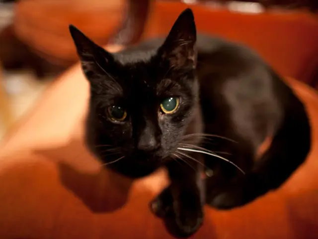 Ginger-colored orange cats have a specific gene that is removed or deleted in their DNA