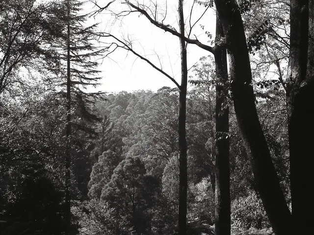 Female Ginkgo trees collapsed on Josefstraße and at the Capuchin moat's site