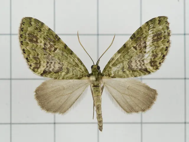 Approximately 20% of butterfly species in the United States have vanished over the past two decades