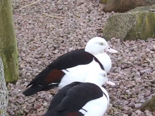 Preferred Gravel Options for Gardens: Our Favorites Include Lighter, Darker, and Coastal Varieties