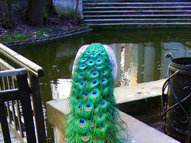 Quails spotted in the southern hills of Bamberg