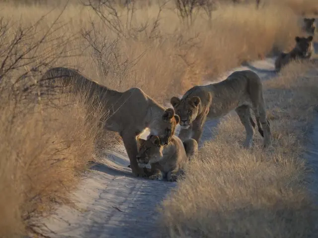 Cubs venturing in the outdoor enclosure
