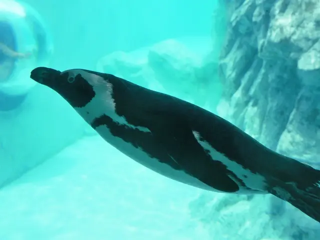 Person chucks canine from watercraft and flees the scene