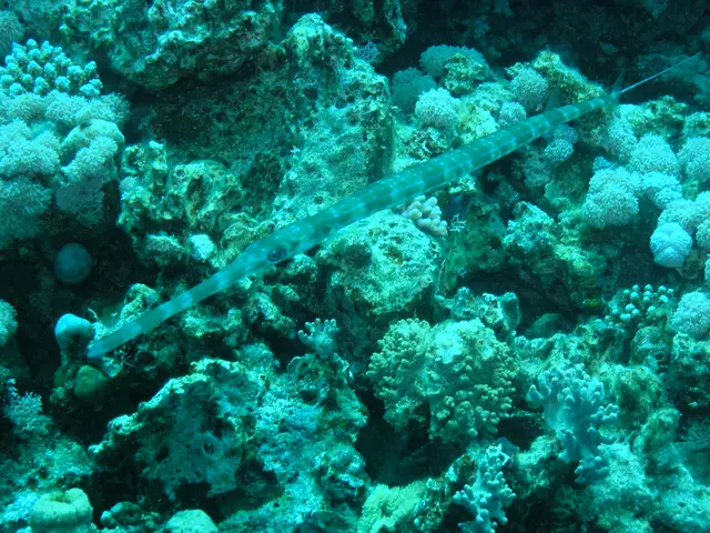 Week-Long Focus on Oceanic Mammal Conservation: Sea Otters