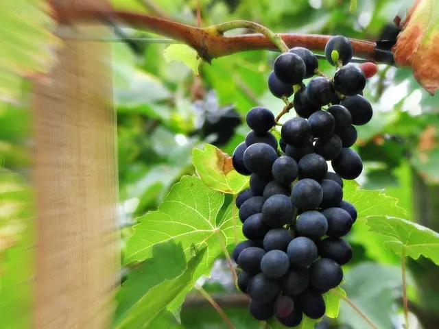 Anticipated Bounty: Vintners in Brandenburg Predict Abundant Harvests