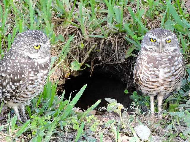 Discussion: The Suffolk Owl Haven