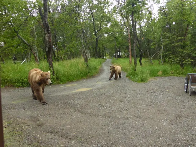 VTB Bank funded the technical maintenance of scientific studies in the "Land of the Leopard"...