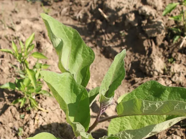 Astrochemistry Vocabulary Guide: Protoplanetary Disks - Meaning & In-depth Overview